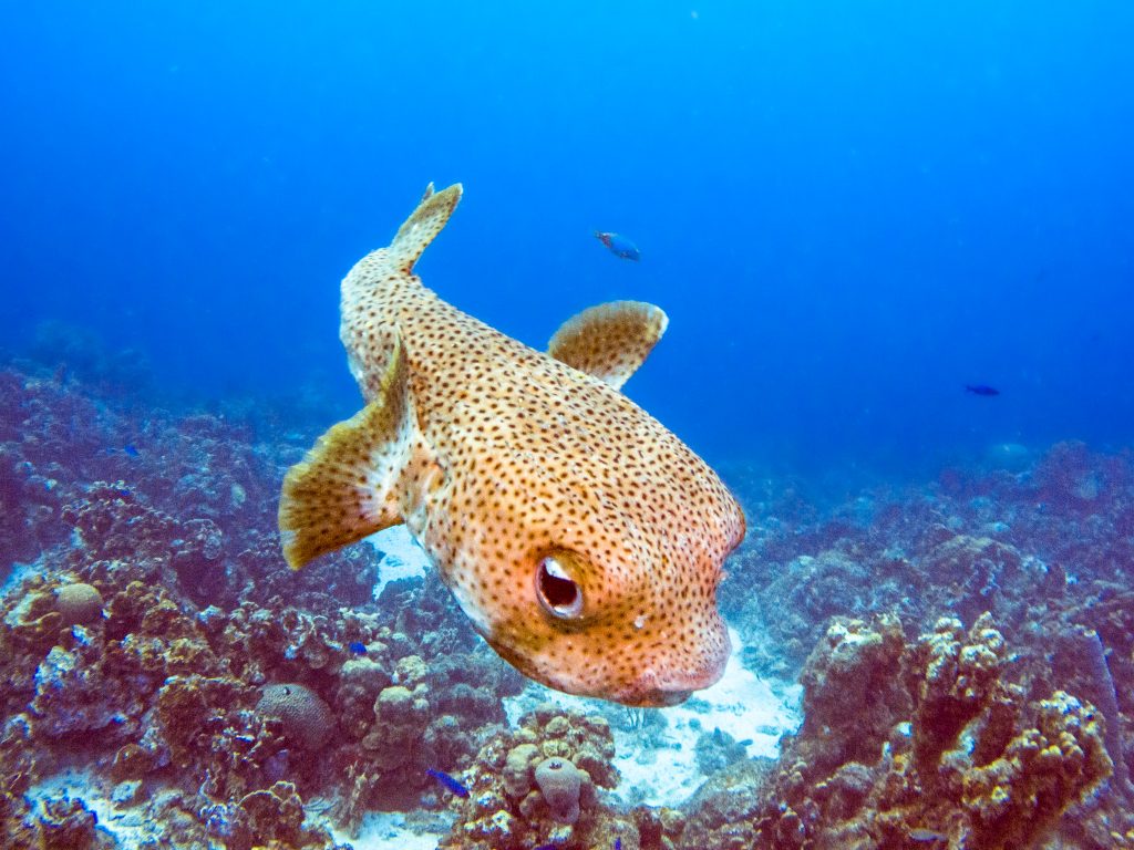 Pufferfish, porcupinefish