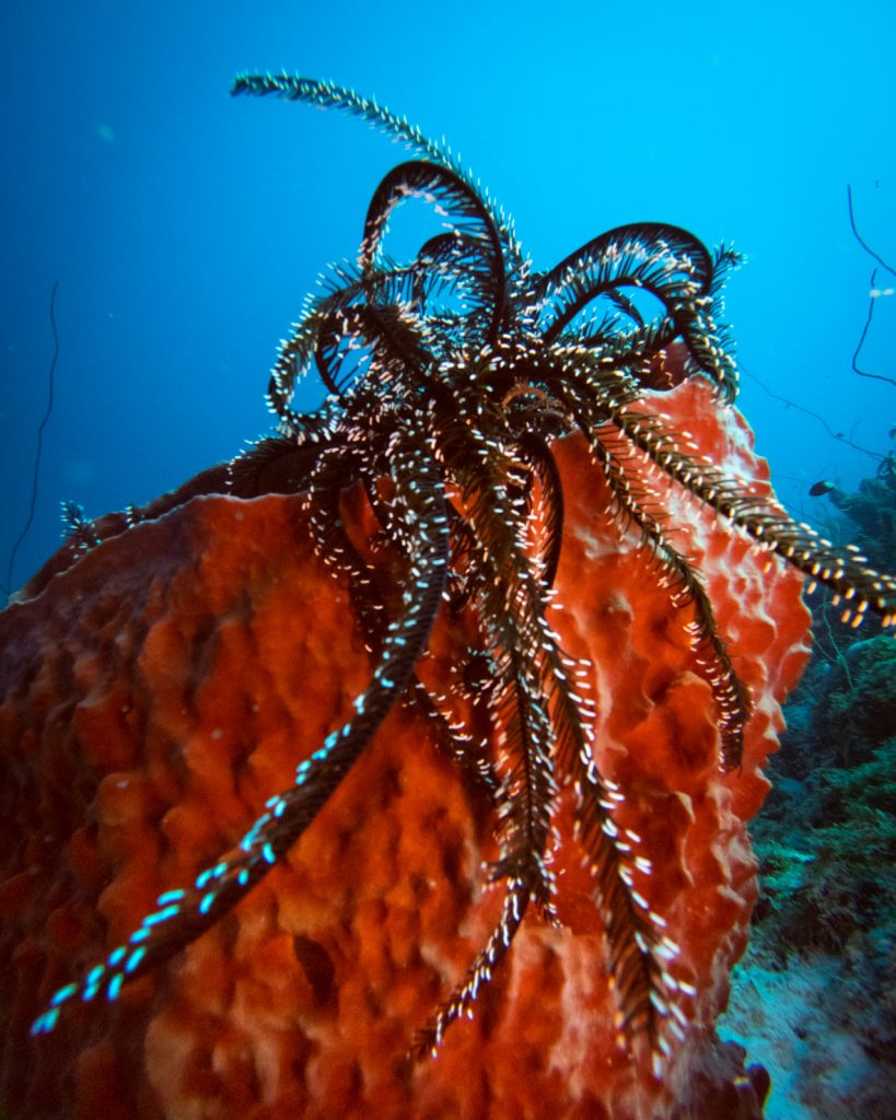 Feather star, crinoid