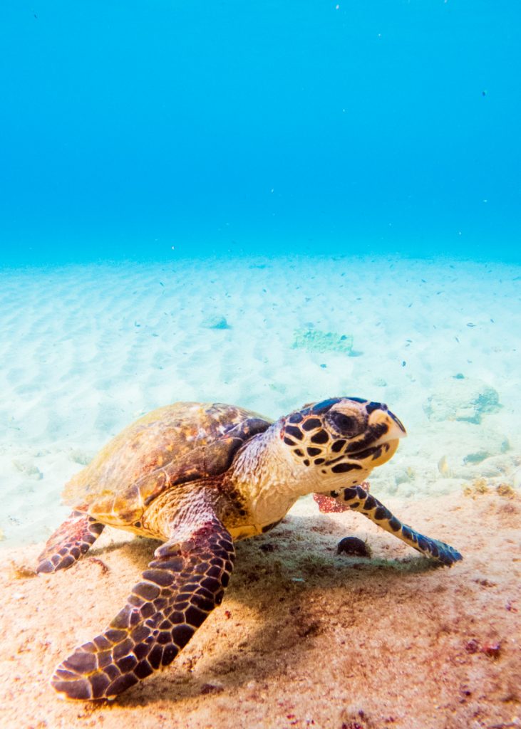 Juvenile hawksbill turtle