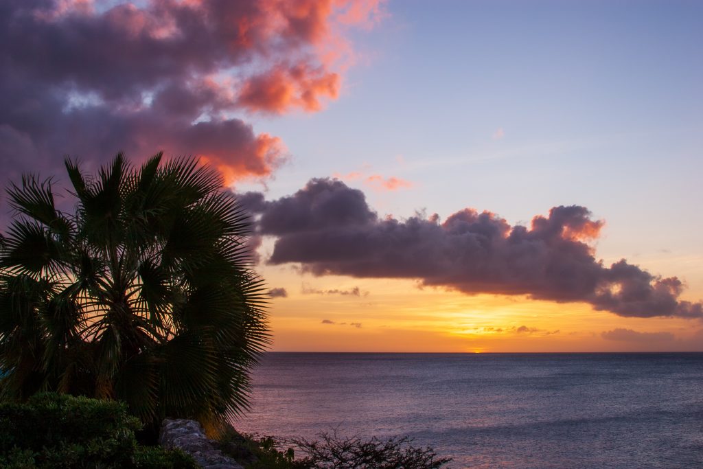 Sunset Curacao palm tree