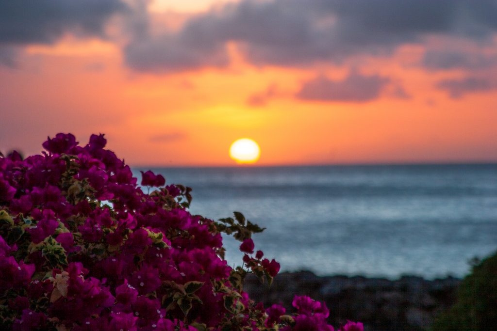 Sunset Curacao rose bush