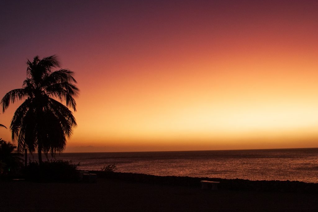 Sunset Curacao palm tree