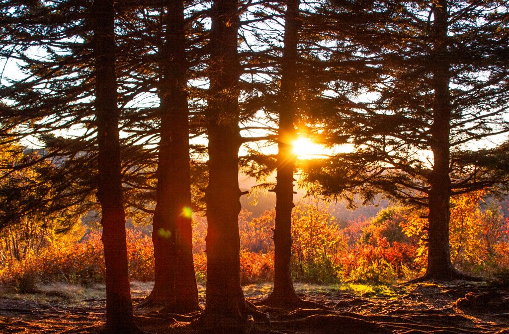 Pine trees fall forest sunset