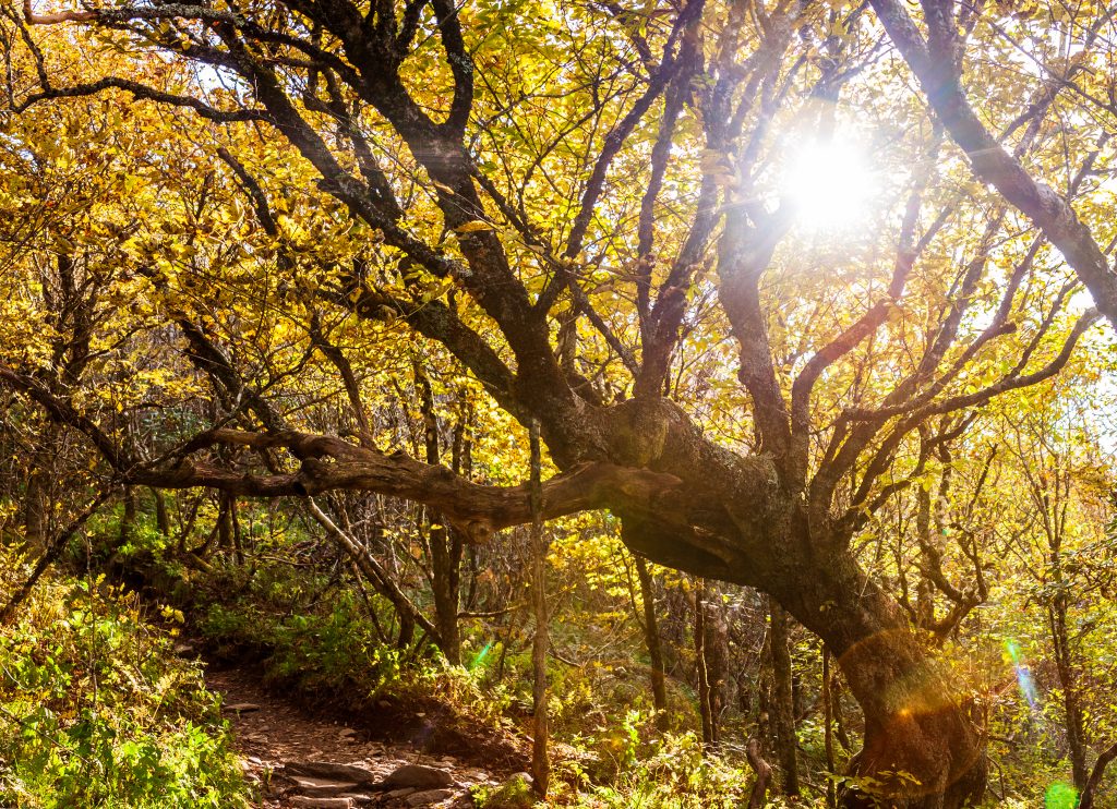 Gnarled sweet birch fall leaves yellow