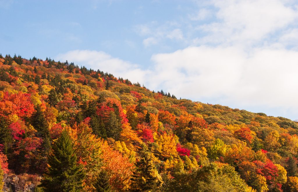 Grandfather mountain fall leaves